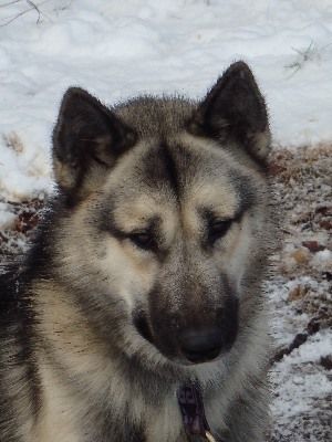 Wild Trekker Idaho