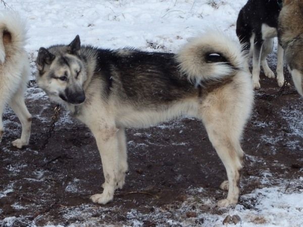 Wild Trekker Idaho