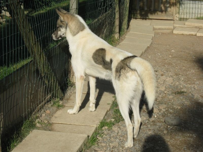 Hawk des p'tits loups Vadrouilleurs