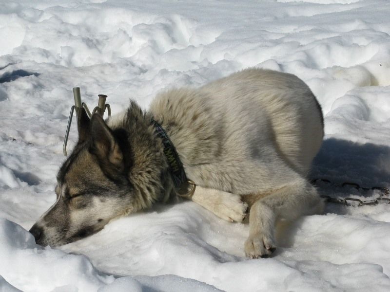 Hawk des p'tits loups Vadrouilleurs