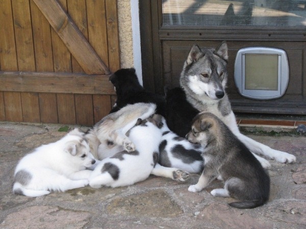 des p'tits loups Vadrouilleurs - Siberian Husky - Portée née le 22/05/2012