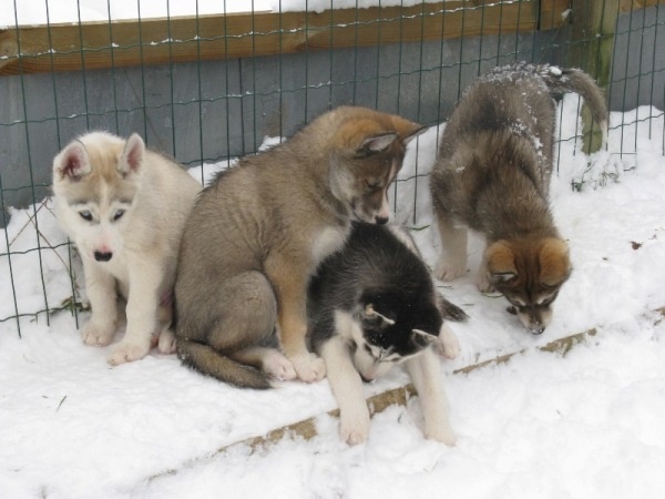 des p'tits loups Vadrouilleurs - Siberian Husky - Portée née le 06/10/2010