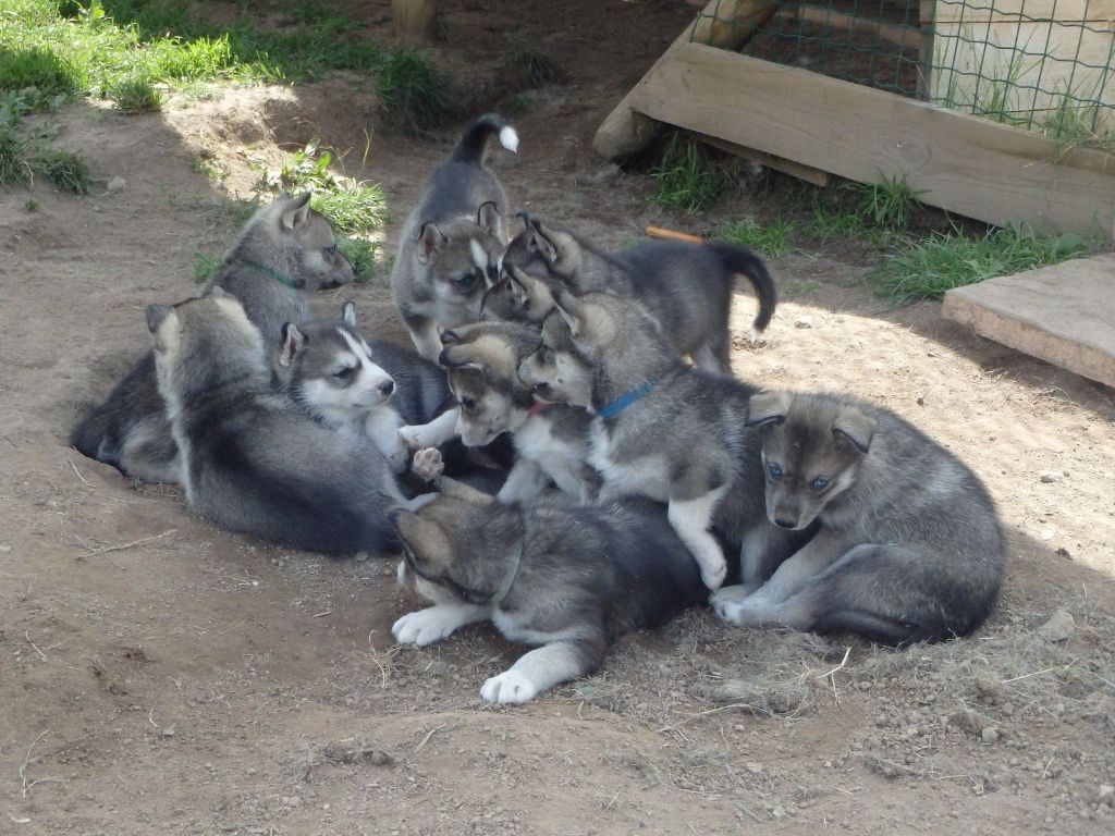 des p'tits loups Vadrouilleurs - Siberian Husky - Portée née le 26/06/2021