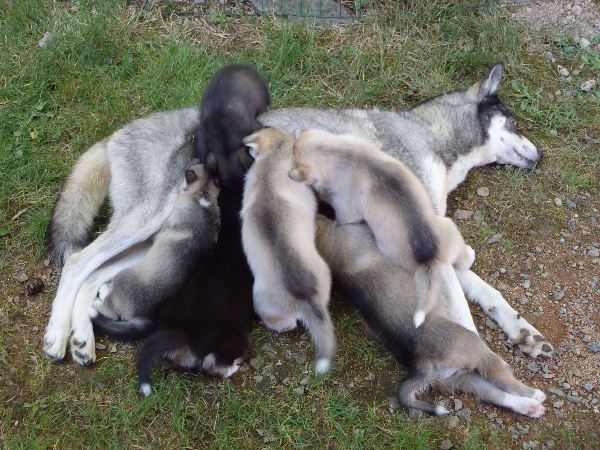 chiot Siberian Husky des p'tits loups Vadrouilleurs