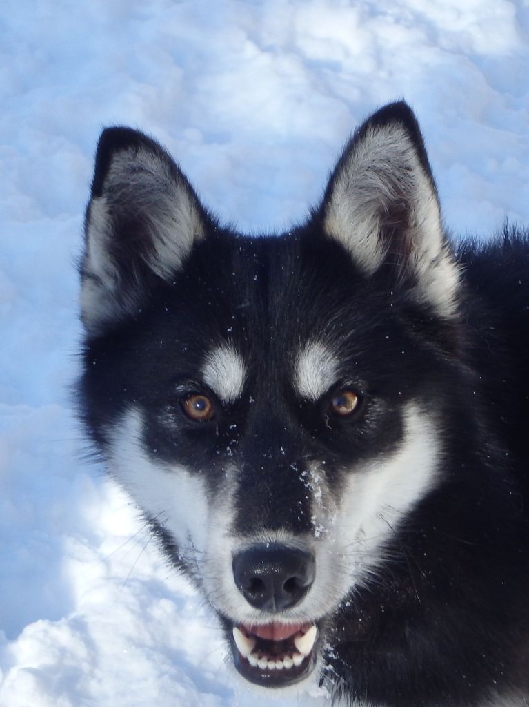 Tennessee des p'tits loups Vadrouilleurs