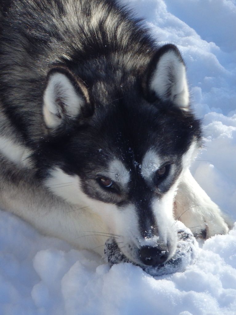 Safety des p'tits loups Vadrouilleurs