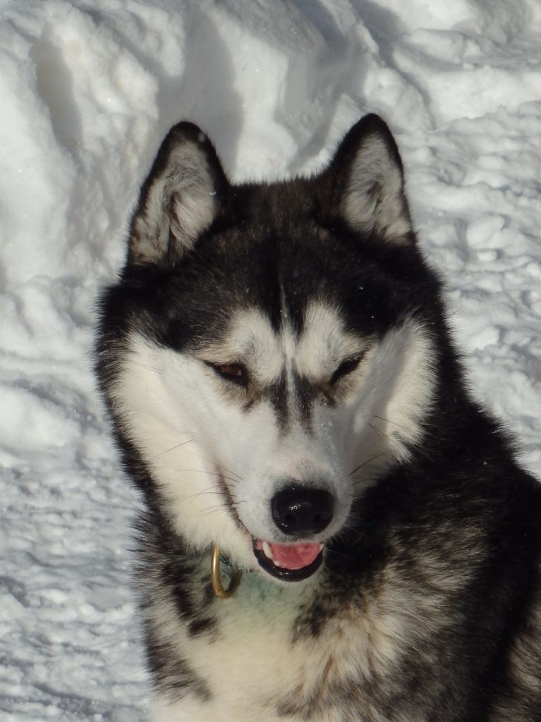 Spyrit des p'tits loups Vadrouilleurs